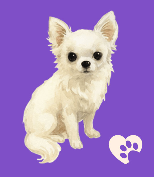 Logo Amore Sempre Chihuahuas