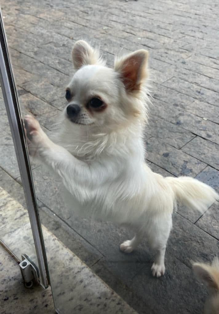 Foto do chihuahua Biu