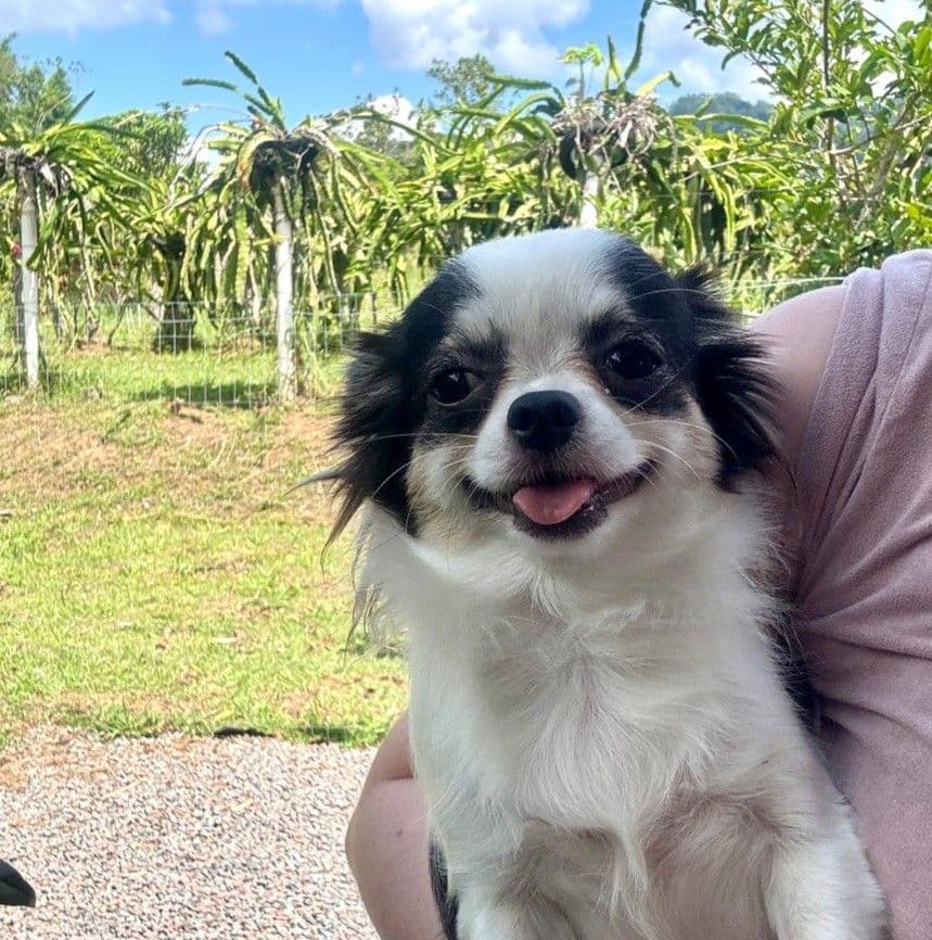 Foto do chihuahua Luna