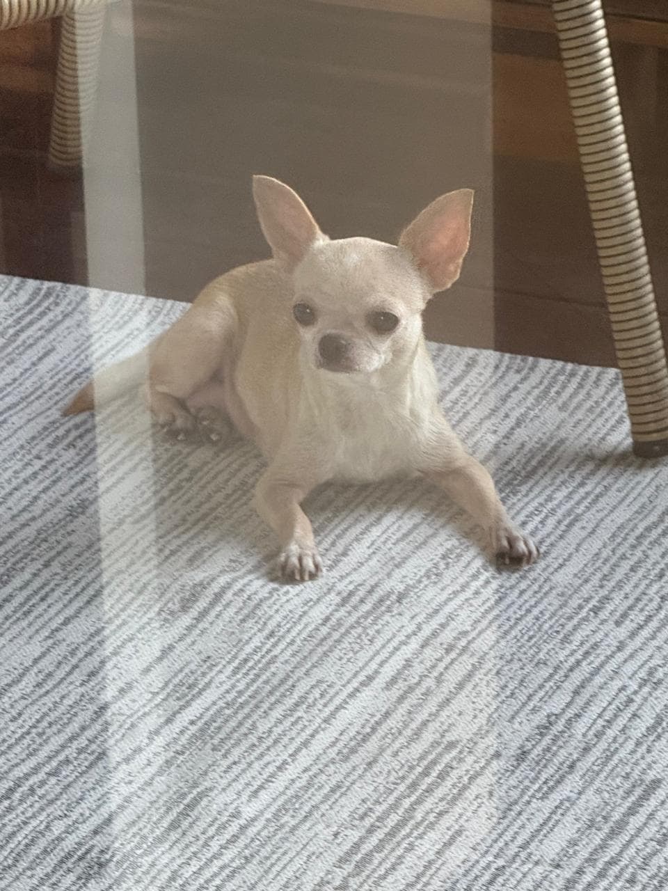 Foto do chihuahua Zoe