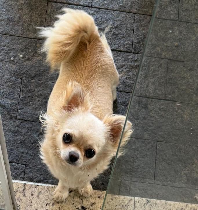 Foto do chihuahua Bibi