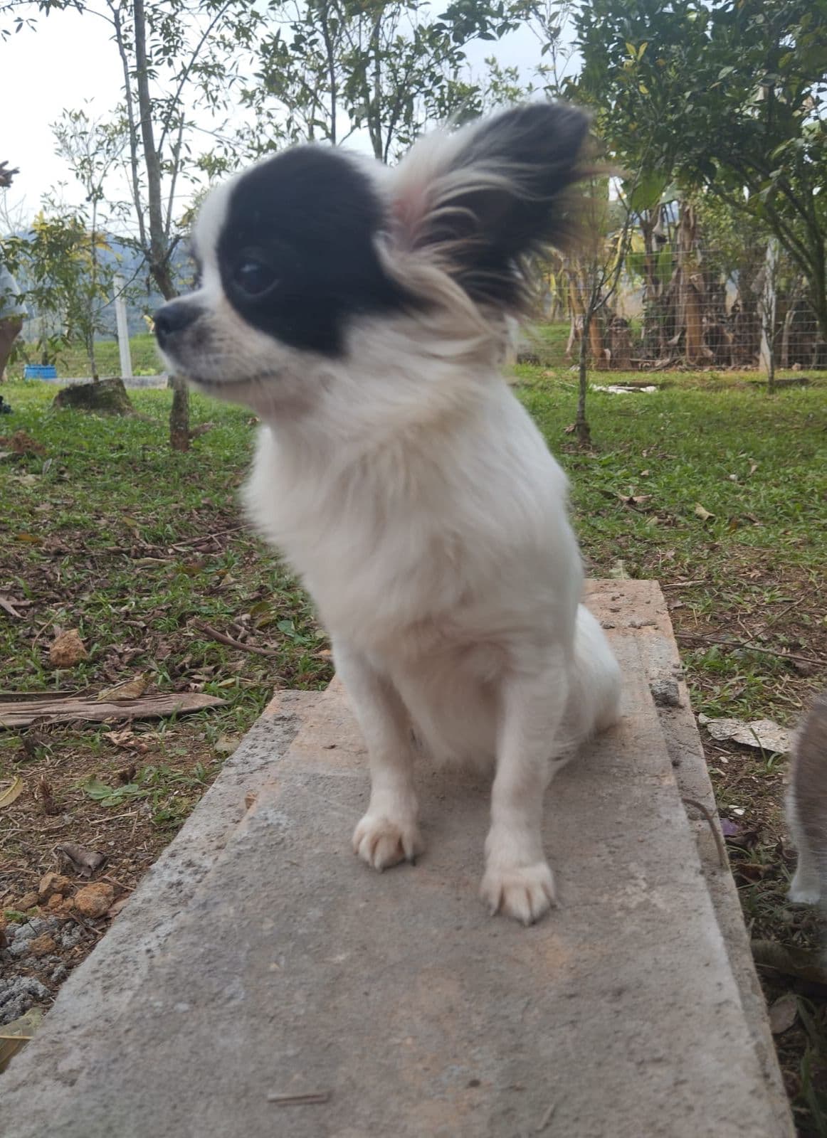 Foto do chihuahua Olívia