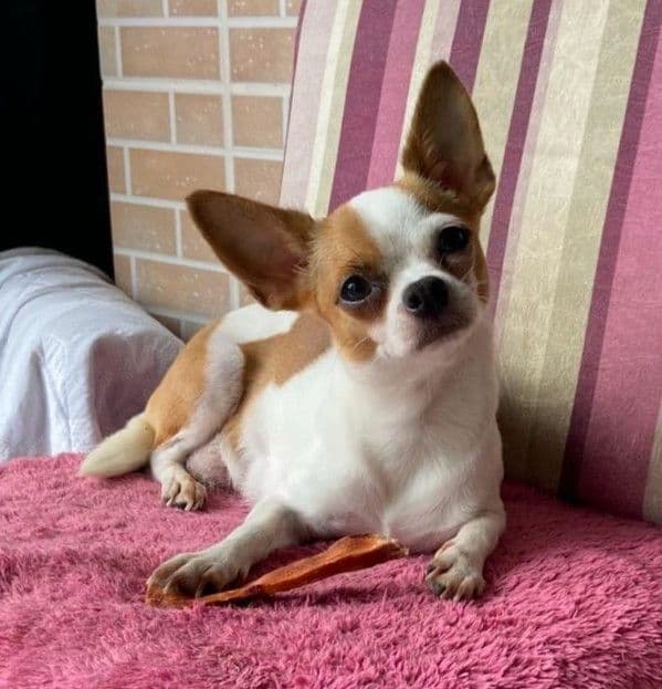 Foto do chihuahua Perla