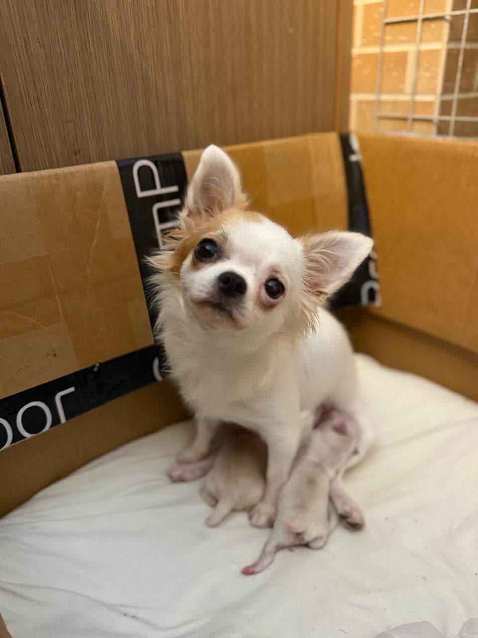 Foto do chihuahua Pirata